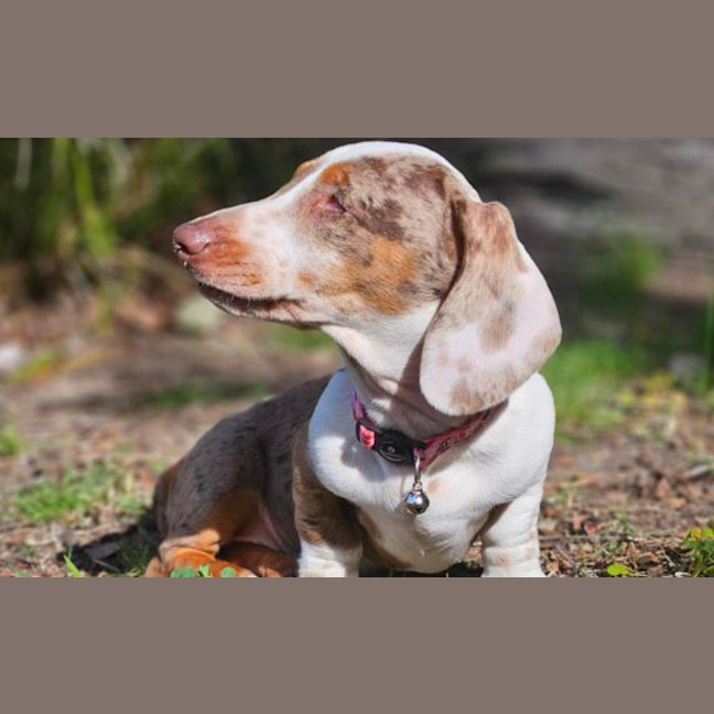 Photo of Lily