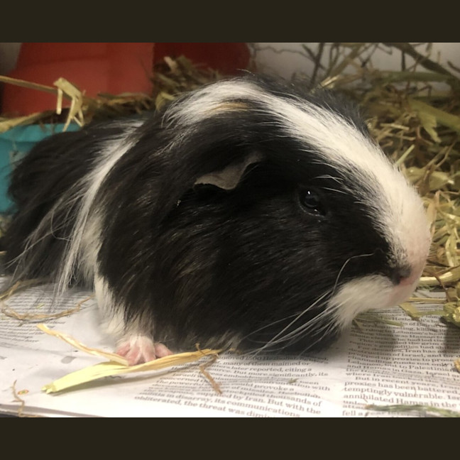 Photo of Oreo