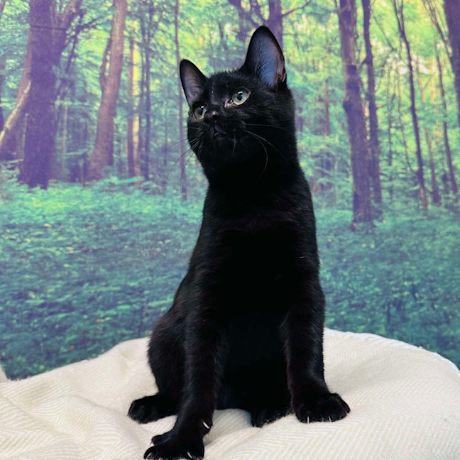 Photo of Cat Man   Located In Preston