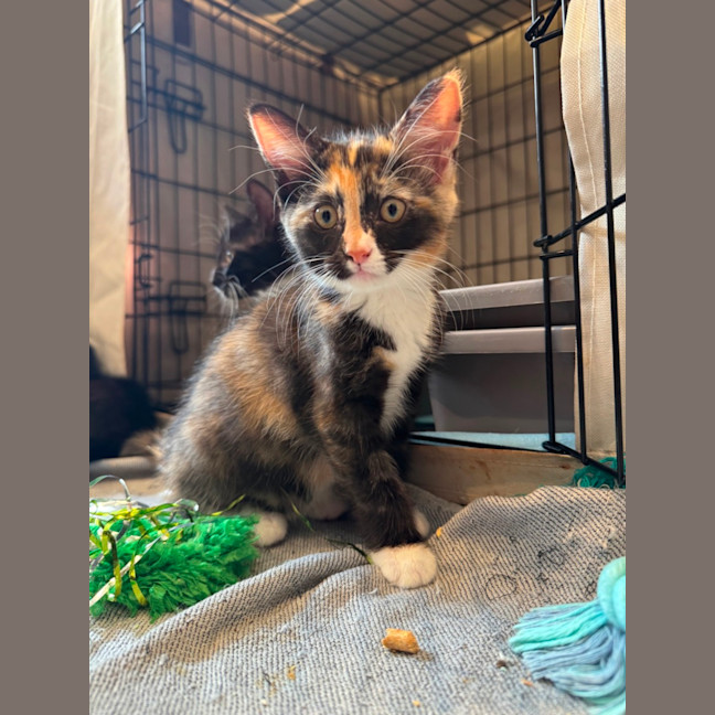 Photo of Ruby
