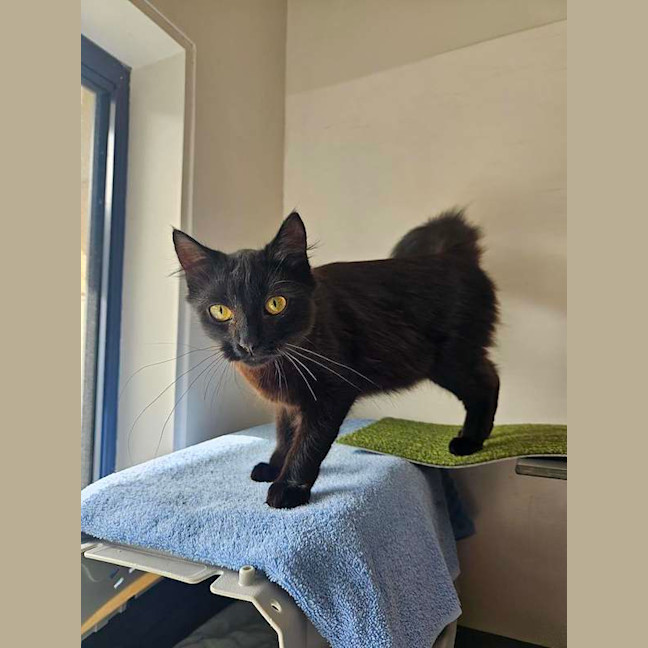 Photo of Smokie