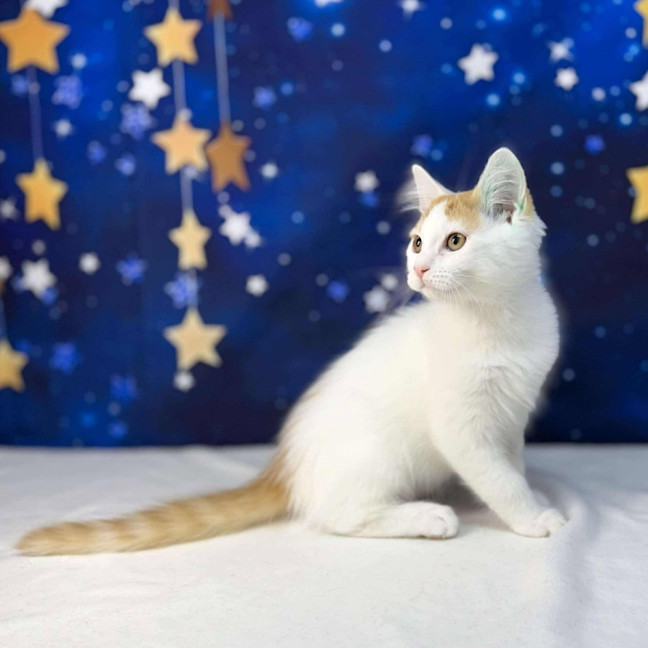 Photo of Rome   Located In Preston