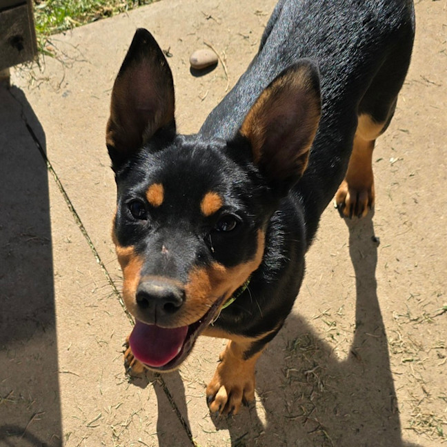 Photo of Cauliflower