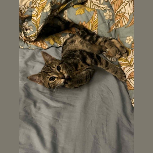 Photo of Mac   Located In Preston