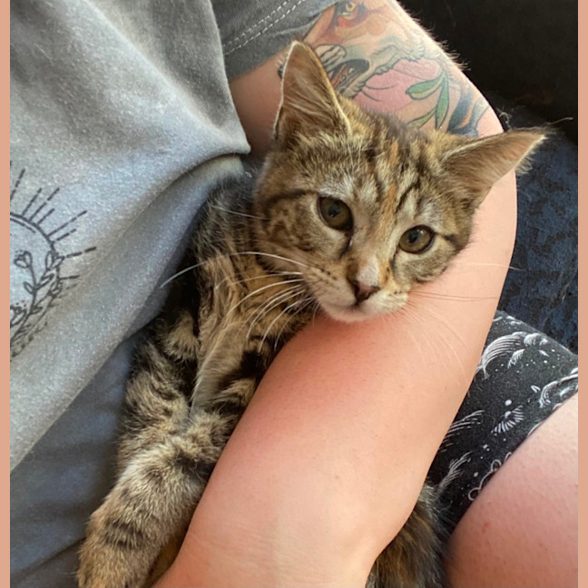 Photo of Caitlyn **2nd Chance Cat Rescue**