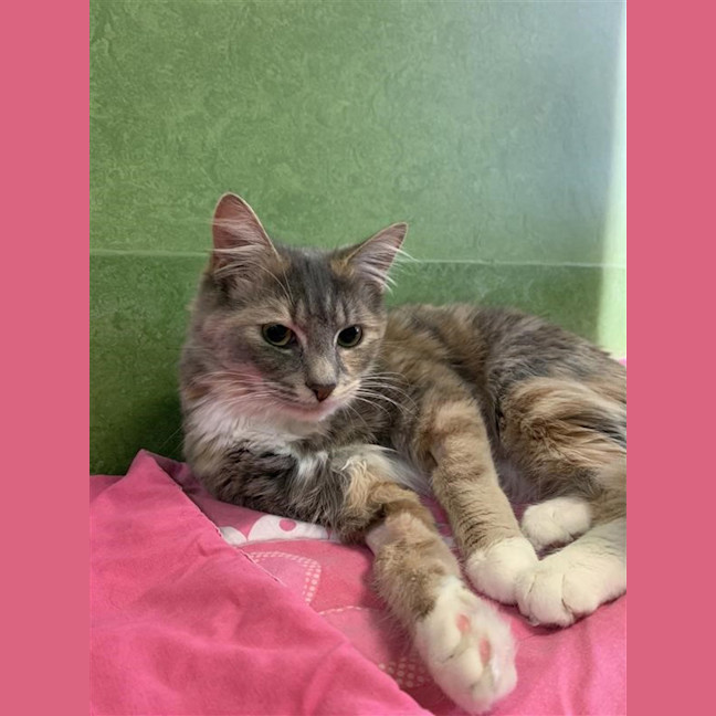 Photo of Lilac