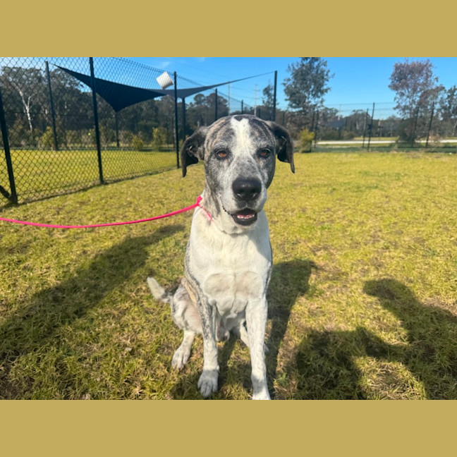 Photo of Carlos Imp 1451