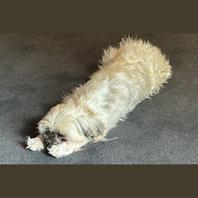 Photo of Gingy Newhaven