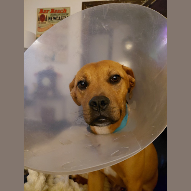 Photo of Murphy   7 Month Old Mixed Breed