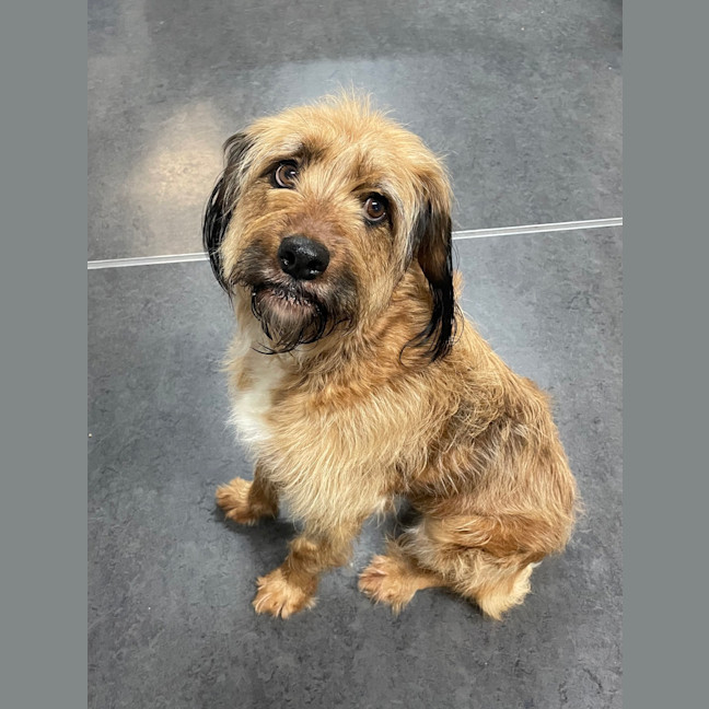 Photo of Spronk (Now Molly)