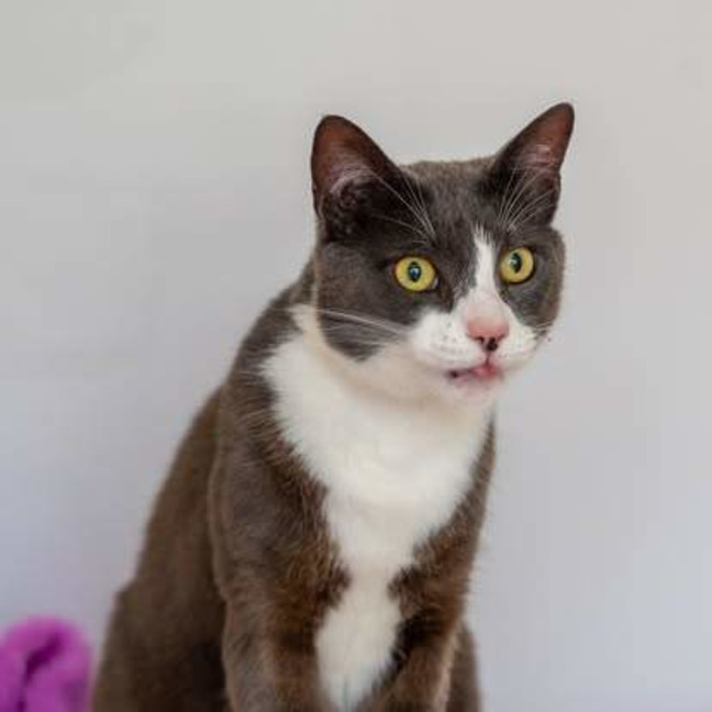 Photo of Cooper