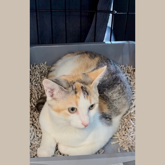 Photo of Ophelia