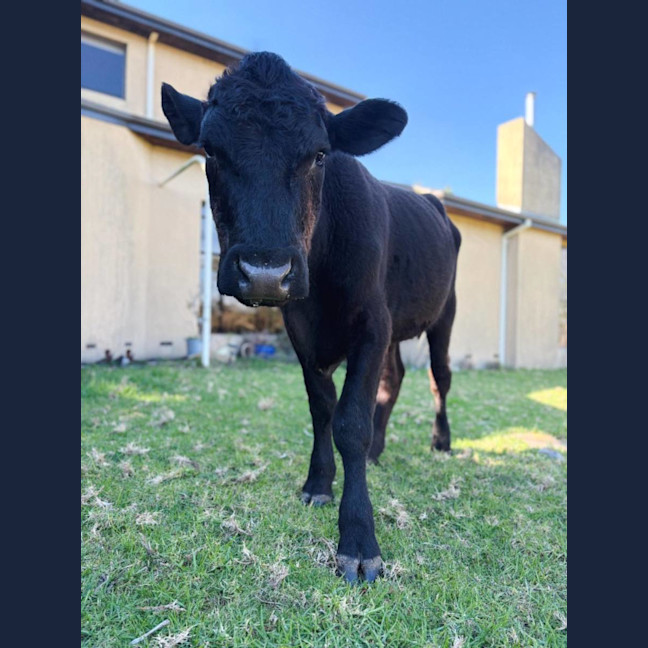 Photo of Moose 