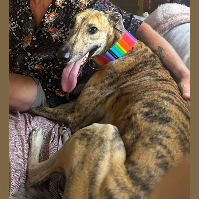 Photo of Sonny, The Greyhound