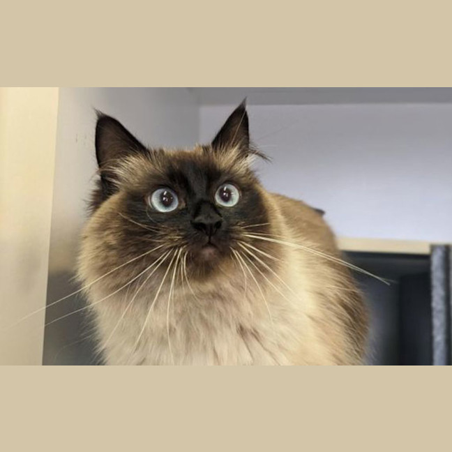 Photo of Mocha