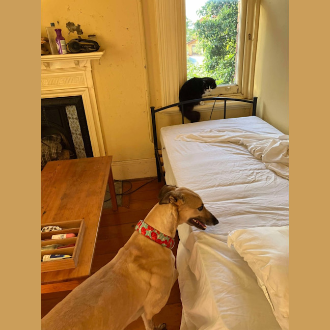 Photo of Toffee, The Cat Friendly Greyhound