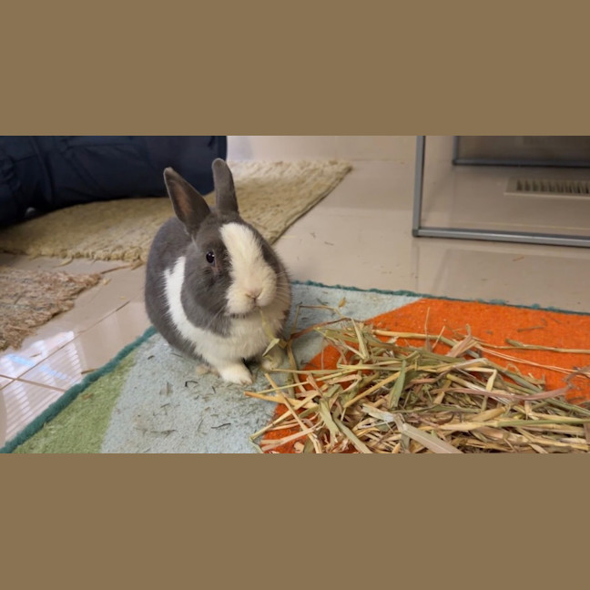 Photo of Arlo