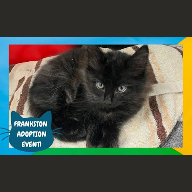 Photo of Whiskey