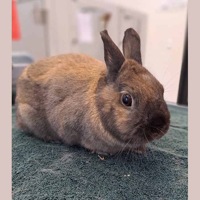 Photo of Juliet