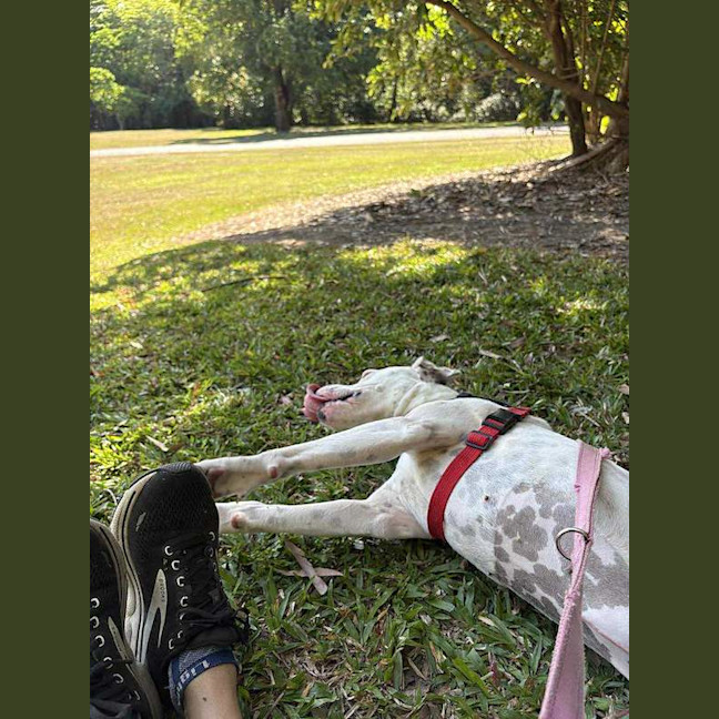 Photo of Lady
