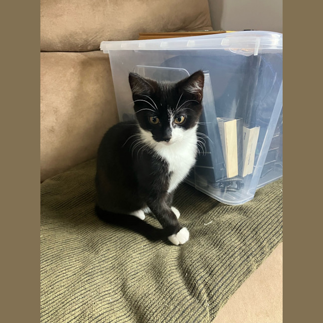 Photo of Scout