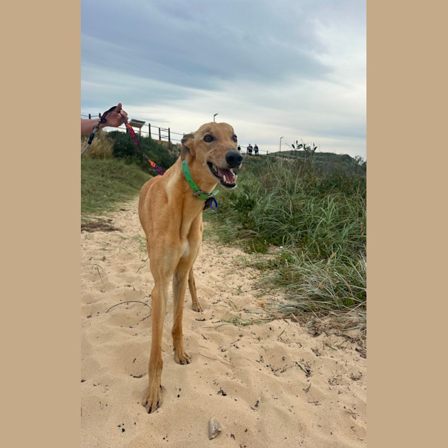 Photo of Nikoli   6 Year Old Greyhound