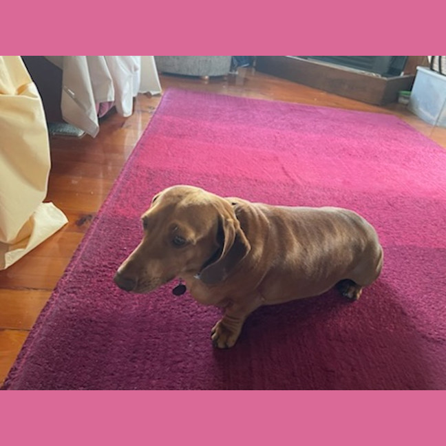 Photo of Pickles