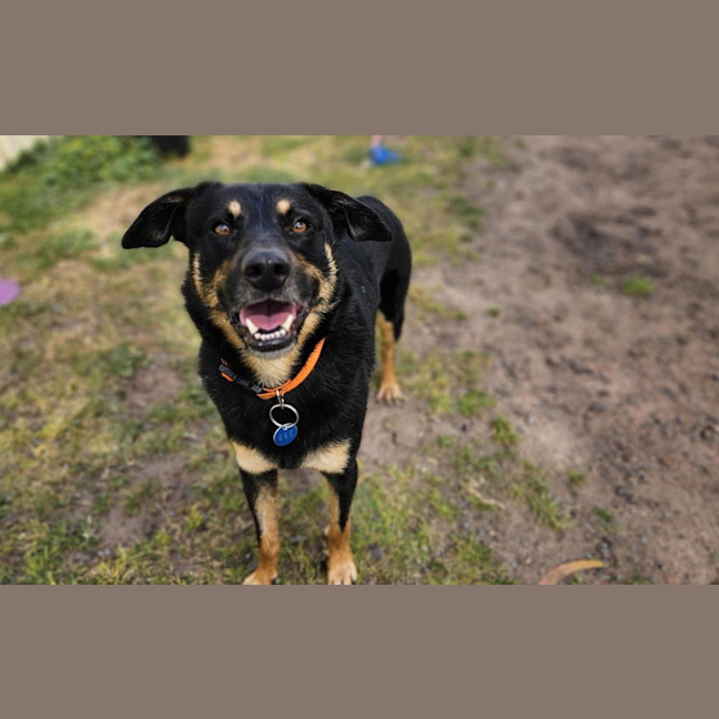 Photo of Banjo
