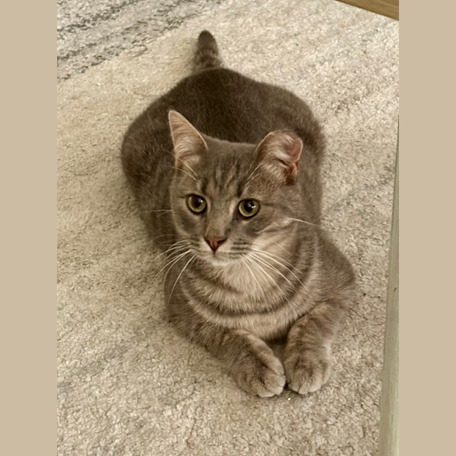 Photo of Blueberry
