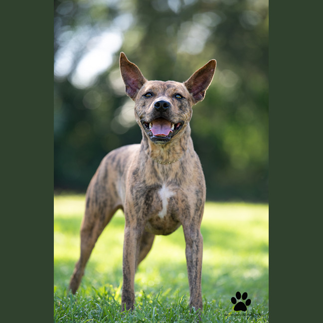 Photo of Bambi