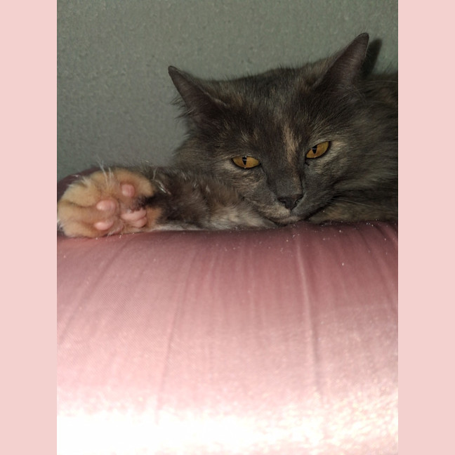 Photo of Luna