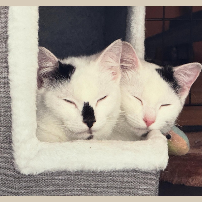 Photo of Sooty And Pickle