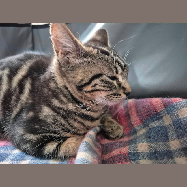 Photo of Zain ** 2nd Chance Cat Rescue**