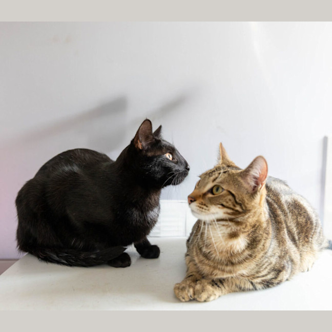 Photo of Schwartz & Aella