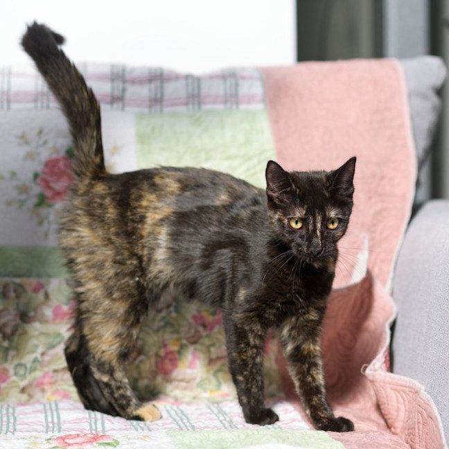 Photo of Suzie ** 2nd Chance Cat Rescue**