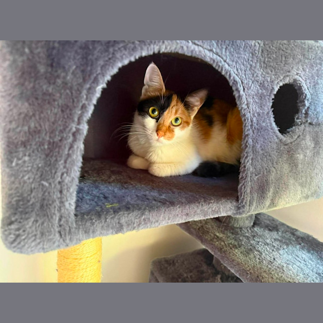 Photo of Akira ** 2nd Chance Cat Rescue **
