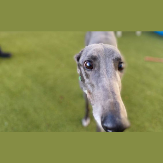 Photo of Beanie