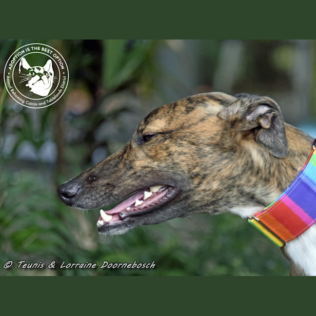 Photo of Milly (Gracious Miss)