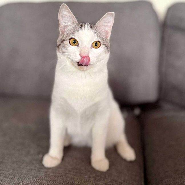 Photo of Clyde   Meet Me At Vets On Parker Templestowe