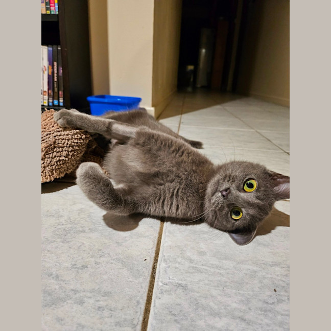 Photo of Smokey