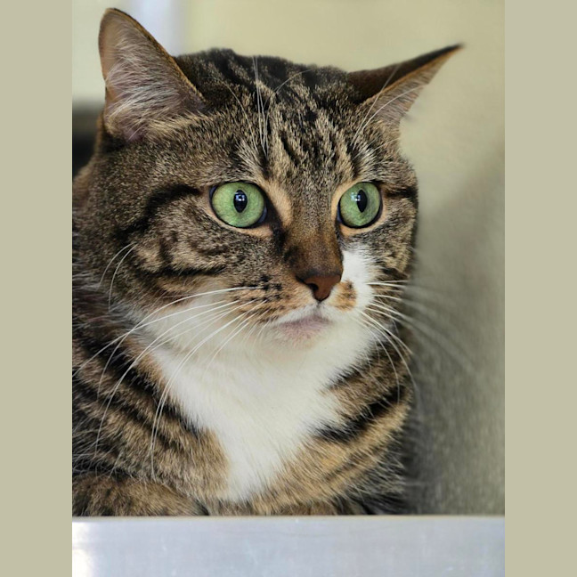 Photo of 🧶 Maggie 7215 🧶