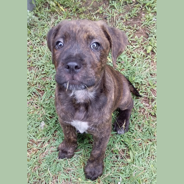 Photo of Pickles