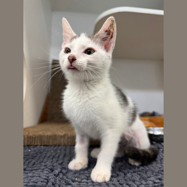 Photo of Oopie