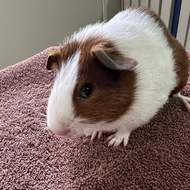 Photo of Kilo