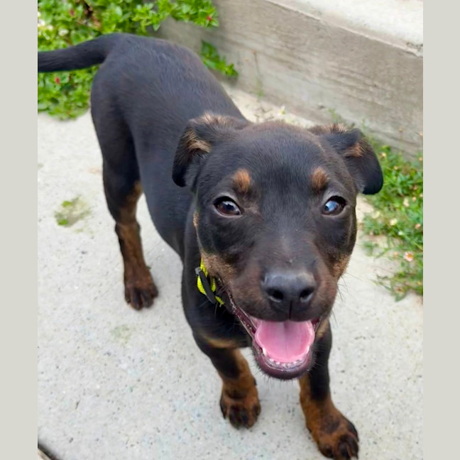 Photo of Daisy   5 Month Old Kelpie X Jack Russell