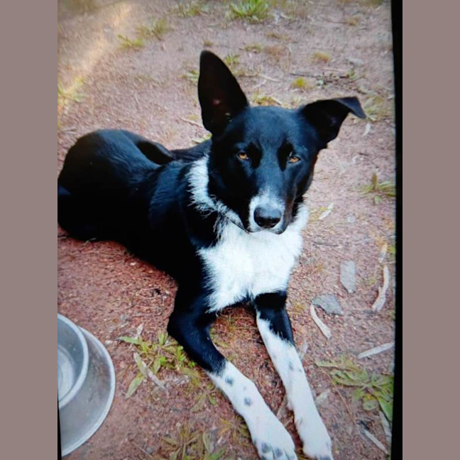 Photo of Buddy