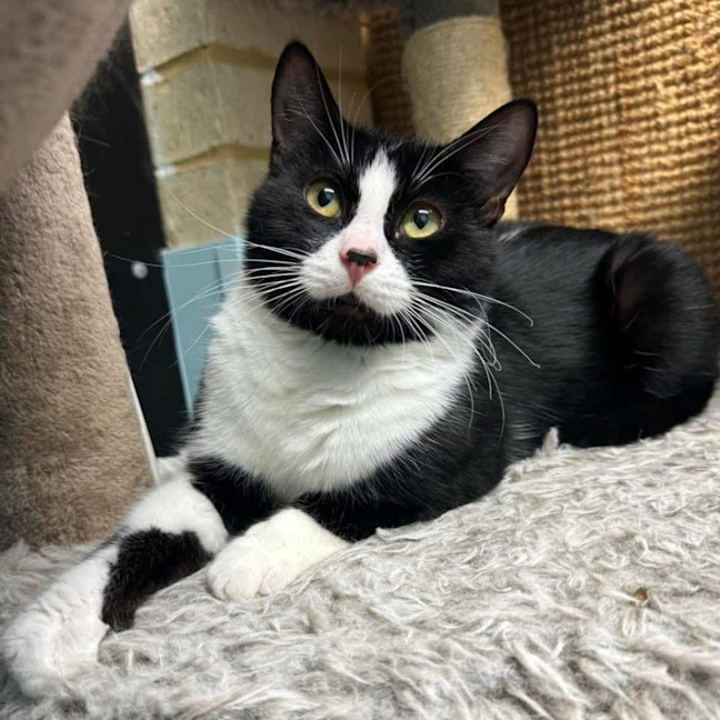 Photo of 11211   Rosie