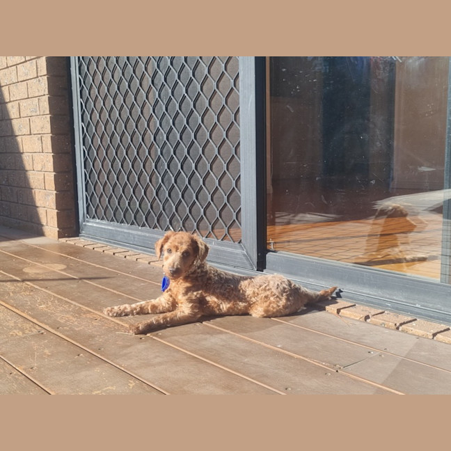 Photo of Dewey   4 Month Old Toy Poodle
