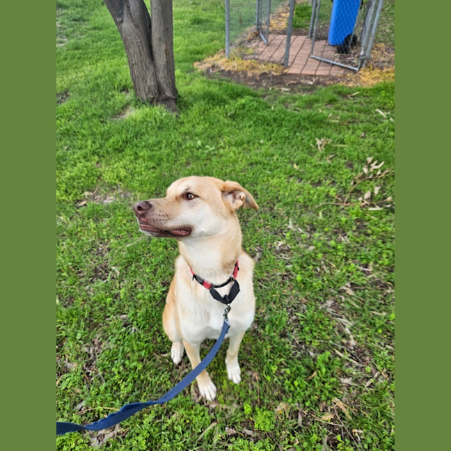 Photo of Gypsy