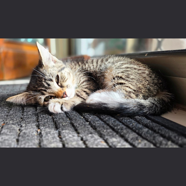 Photo of Dini